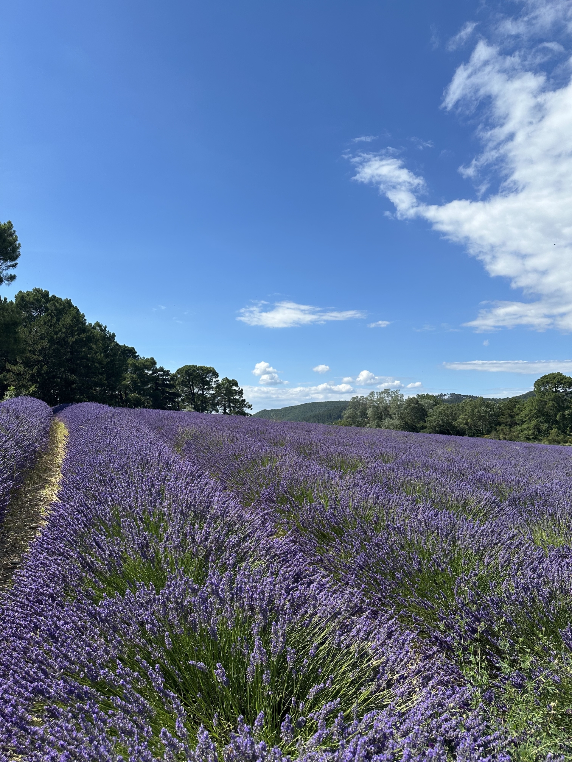 Les champs de lavande à quelques pas de l'hôtel Pantoufle de Marsanne en Provence